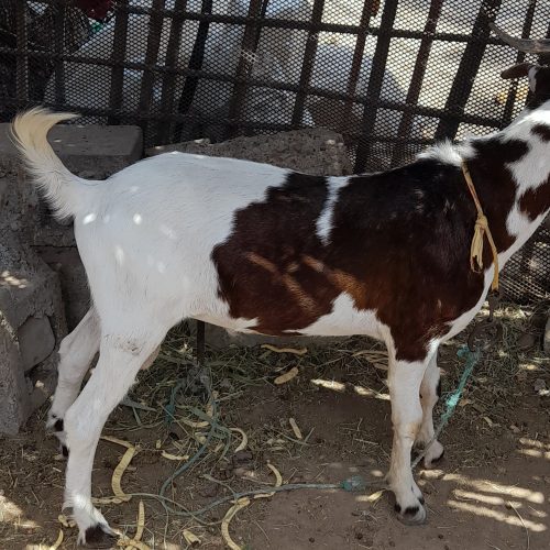 کهره نر سرو حال و سالم