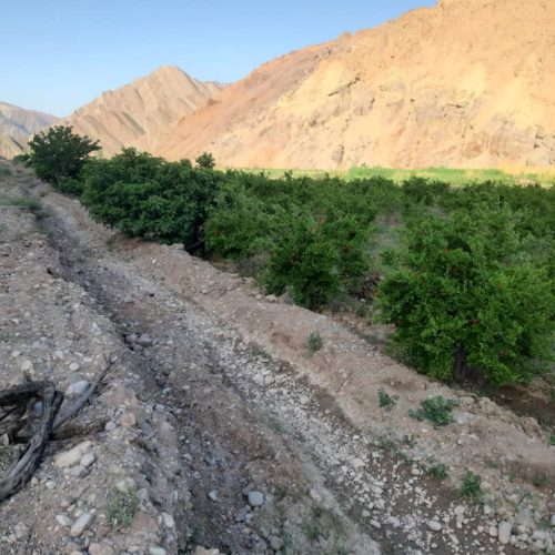 باغ انار و گلابی