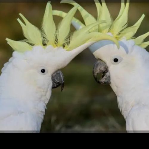 قبولی واگذاری طوطی های شما