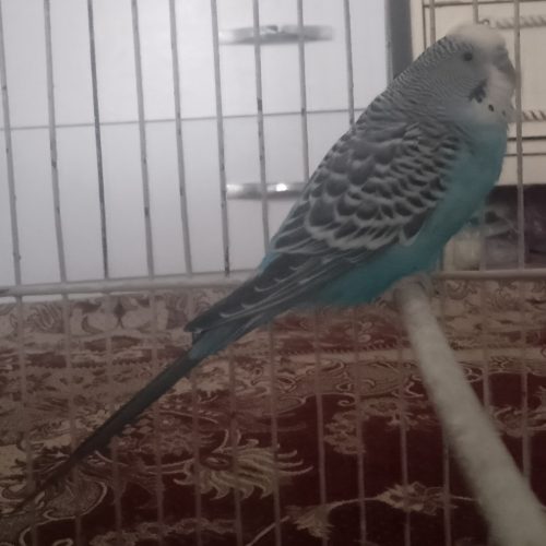 دو عدد مرغ عشق