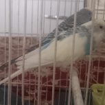 دو عدد مرغ عشق