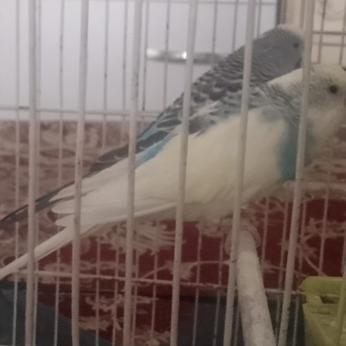 دو عدد مرغ عشق