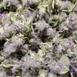 آویشن وچای کوهی