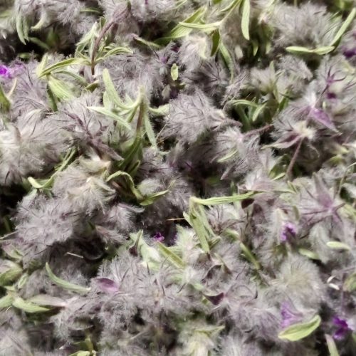 آویشن وچای کوهی