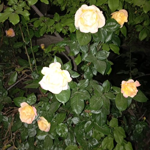 فروش گوسفند