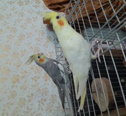 یه جفت عروس هلندی سالم