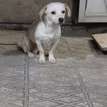 سگ خانگی تربیت شده نژاد دار