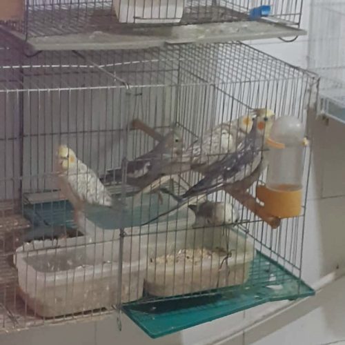 فروش عروس هلندی تکی و جفت