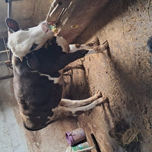 گاو گوساله جنس خوب