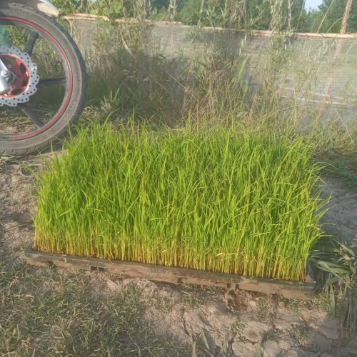 گندم برای نشا