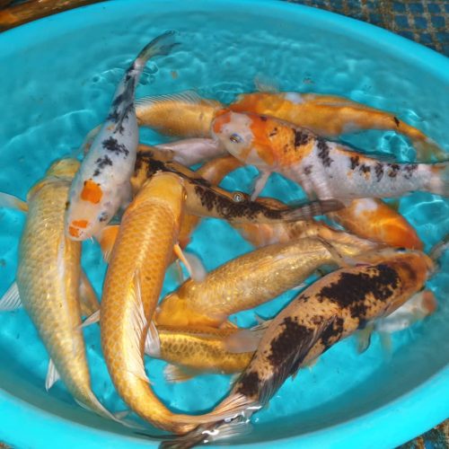 ماهی کوی رنگارنگ اصیل شاداب استخر برکه حوض آب