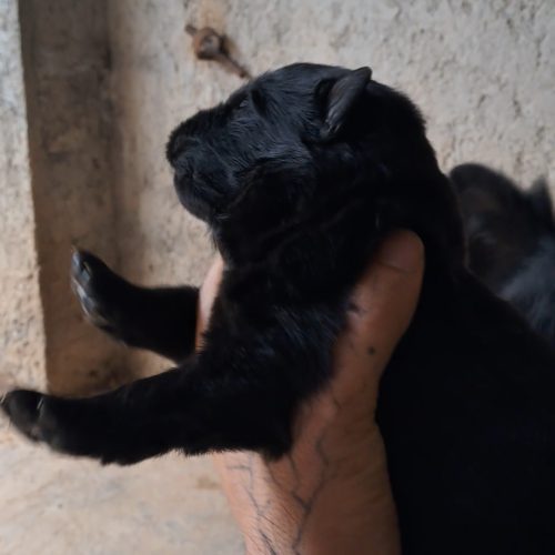 توله ژرمن بلک