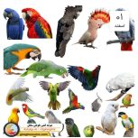 قبولی واگذاری طوطی های شما