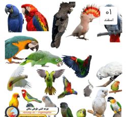 قبولی واگذاری طوطی های شما