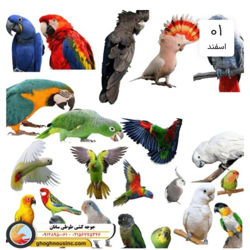 قبولی واگذاری طوطی های شما