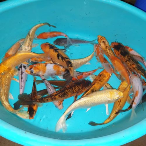 ماهی کوی رنگارنگ اصیل شاداب استخر برکه حوض آب