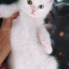گربه بریتیش