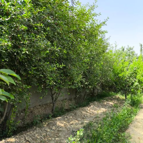 هزارمترباغ