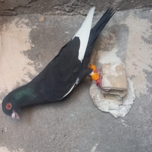 دو عدد کبوتر رنگی ودورگ درج یک