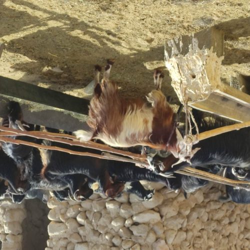 فروش بزگوشتی