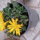 گل های شاداب و زیبا