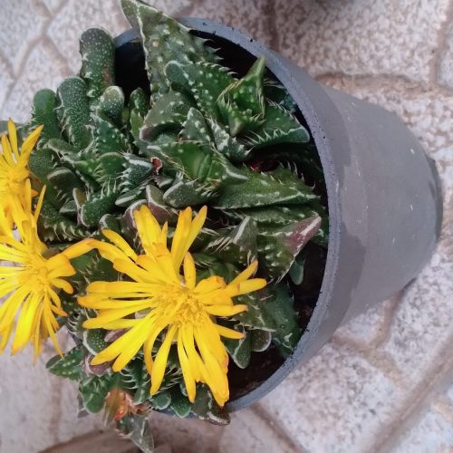 گل های شاداب و زیبا