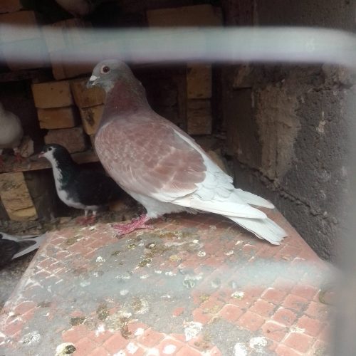 کبوتر اوغون