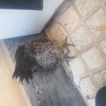 جوجه یکی کاکلی و یکی رسمی