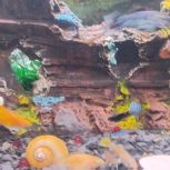 ماهی زنگ بز نیم