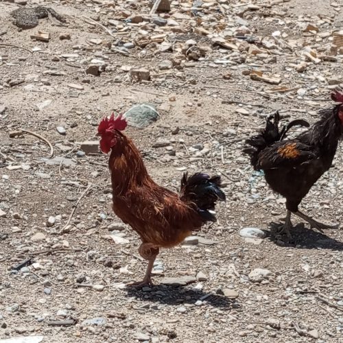 سه عدد خروس جوان معاوضه با مرغ