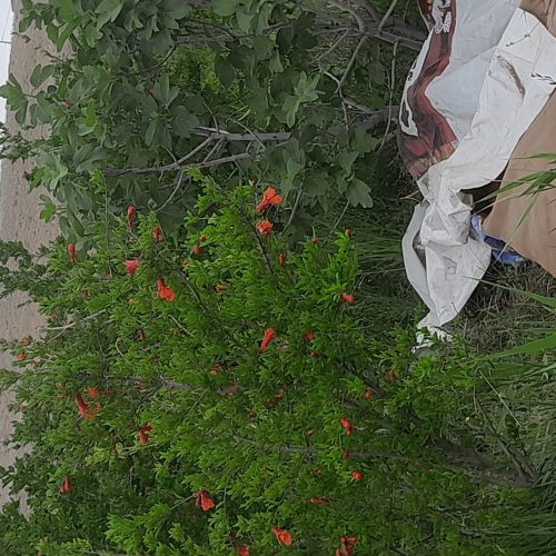 سلام باغ به مساحت 950 متر با یه ساعت آب از قنات داری درخت انار انگور انجیر آلو و به  به فروش می‌رسد و قابل معاوضه با ماشین هم هست