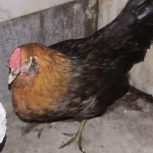 مرغ چهل تاج