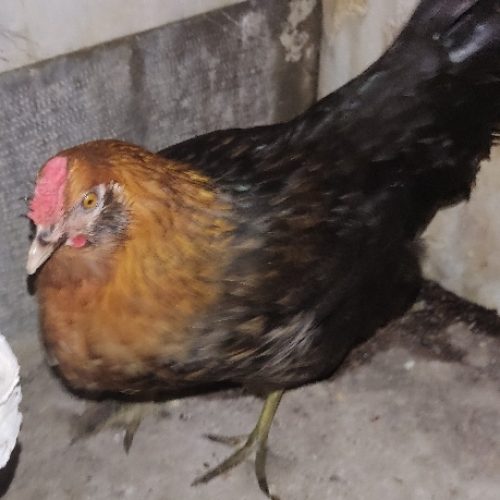 مرغ چهل تاج