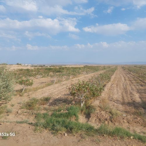 فروش باغ پسته