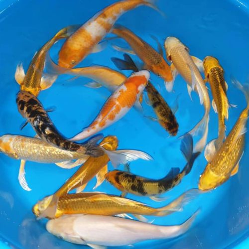 ماهی کوی رنگارنگ اصیل شاداب استخر برکه حوض آب