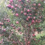 فروش یک قطعه باغ در روستای کوخدان