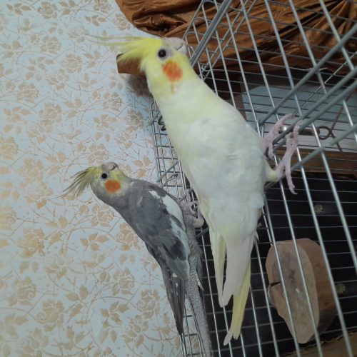 یه جفت عروس هلندی