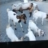 فروش بزوکهره