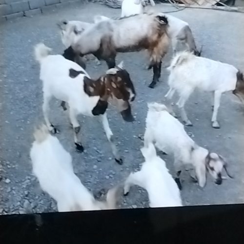 فروش بزوکهره