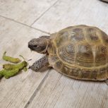 حیوان خانگی