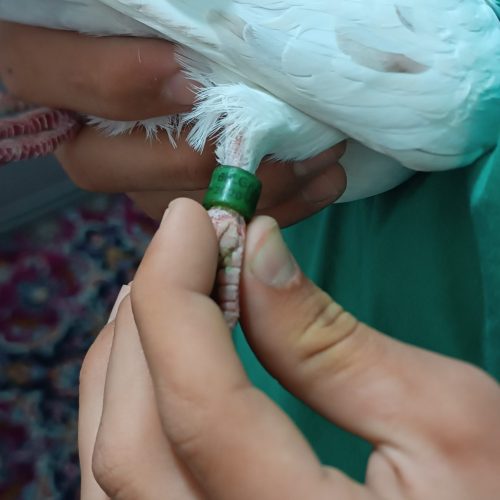 ماده کوهی پلاکی