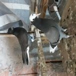 8عددطوقی خوب پرشی