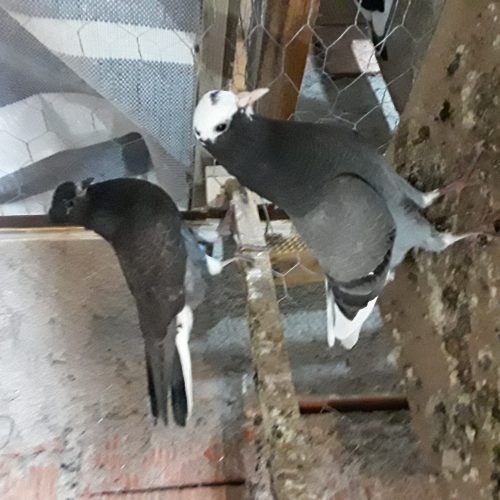 8عددطوقی خوب پرشی