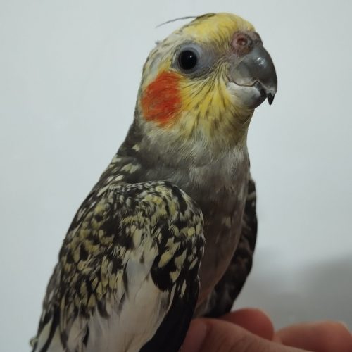 دو جفت عروس هلندی با قفس