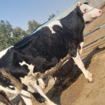 خریدو فروش گوساله سیمنتال و هلیشتان و …