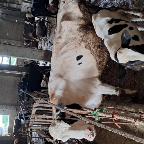 گاو گوساله جنس خوب