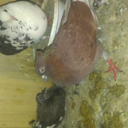 پرنده  وکمتر