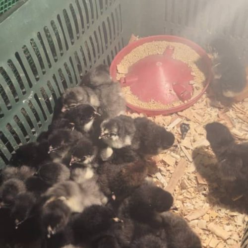 جوجه برهما بلک و بلو