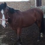 سلام یه اسب کردی 7سال