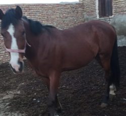 سلام یه اسب کردی 7سال